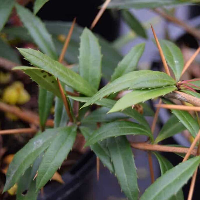 Berberis julianae 'Dart's Superb' 40-60 cm